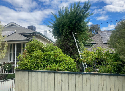 Safety alert - Bendigo Tree Trimming Incident