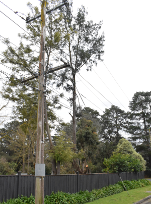 A power pole next to a tree