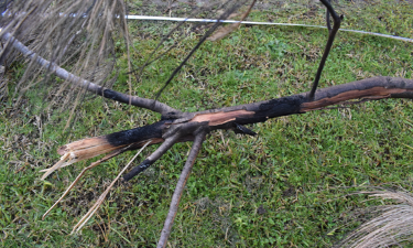 A burnt branch resting on hv conductors