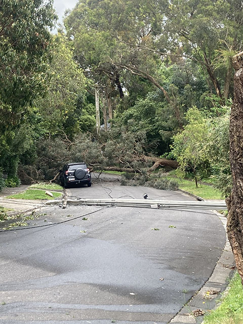 Sreet with fallen tree and power pole lying across the road