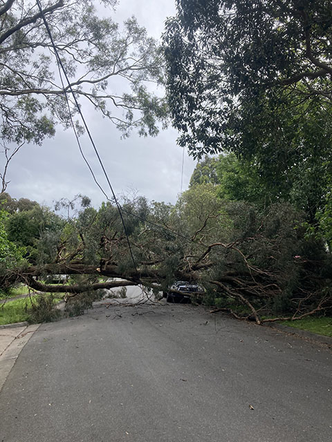 Powerline and car under the tree which is across the road