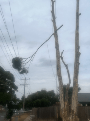 A photograph of a large tree branch that fell on a powerline.